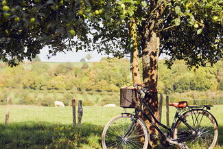 bike leaning against apple tree