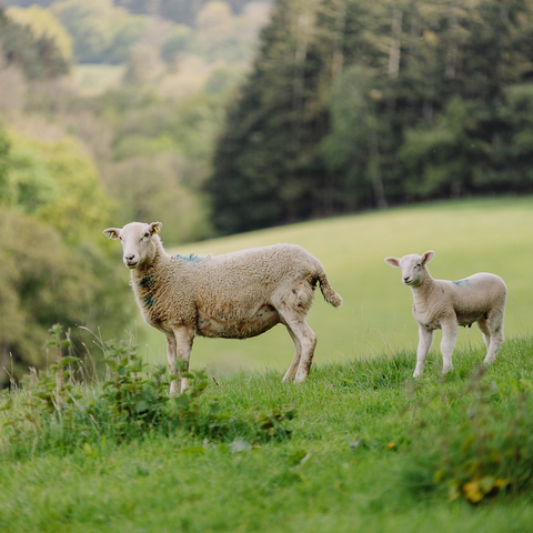 Herefordshire Trail Elton sheep