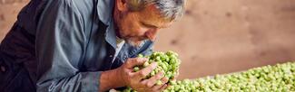 taking in the scent of hops