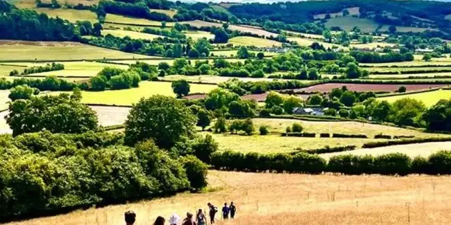 walking through golden fields