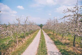 Westons Cider