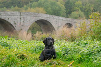 kerne bridge 