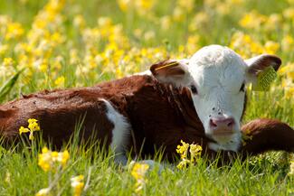 herefords