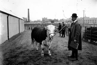 Herefords