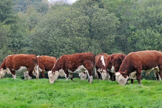 herefords