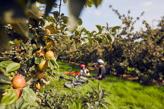 Cider Circuits