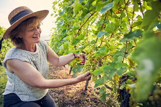 Frome Valley Vineyard