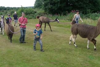 Llama trekking