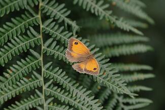 Ringlet butterfly on a fern