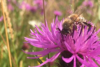 Wildflowers at Rowlestone Farm