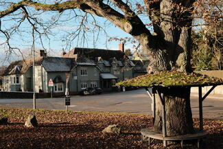 Circular tree bench in front of the Lion pub