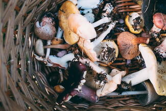 Mushrooms in basket