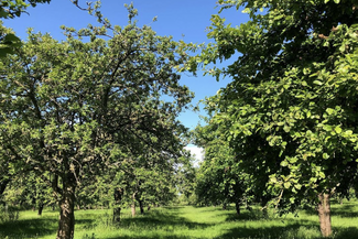 An apple orchard