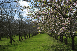 Orchard at Ross Cider & Perry