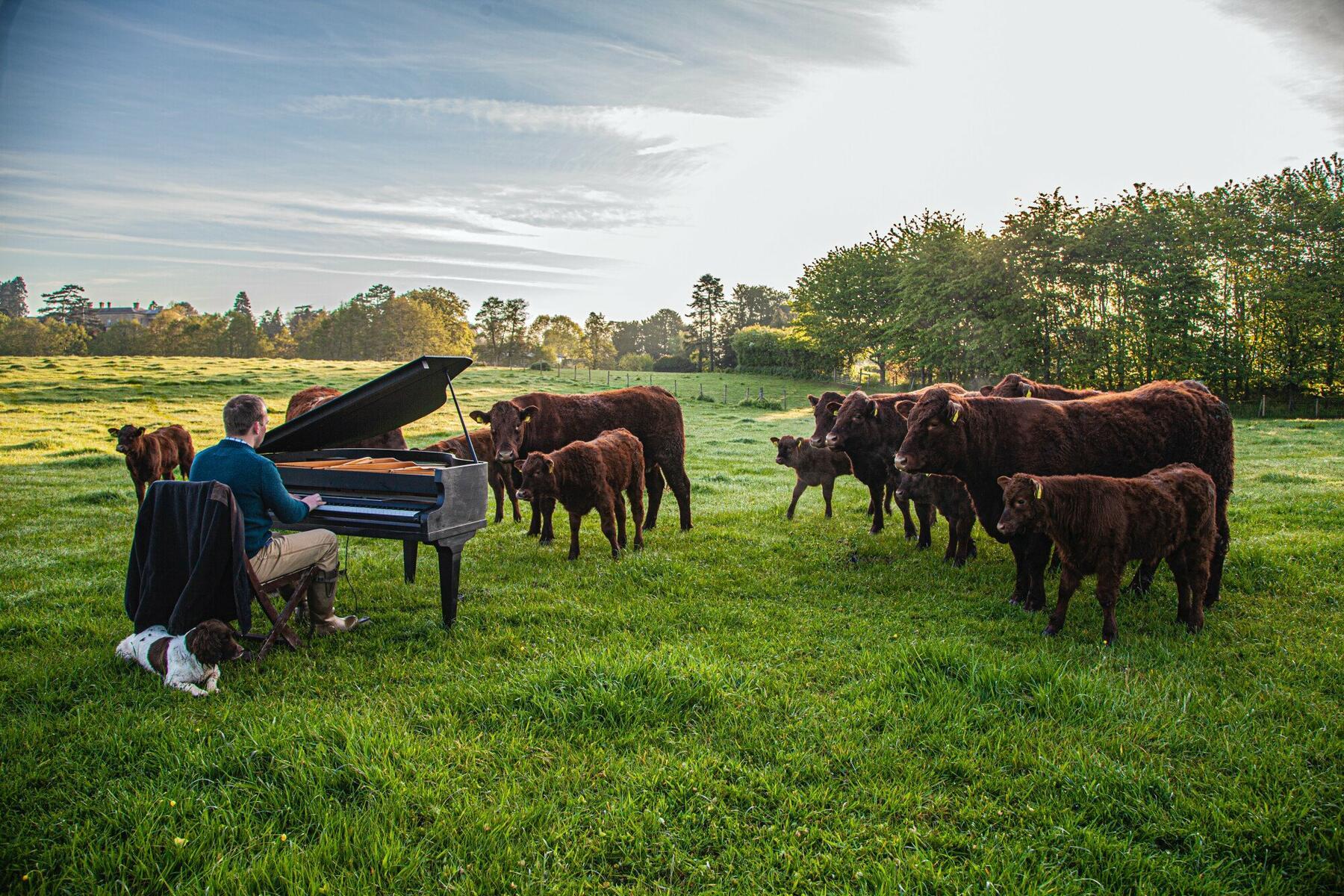 We grow the cows ourselves