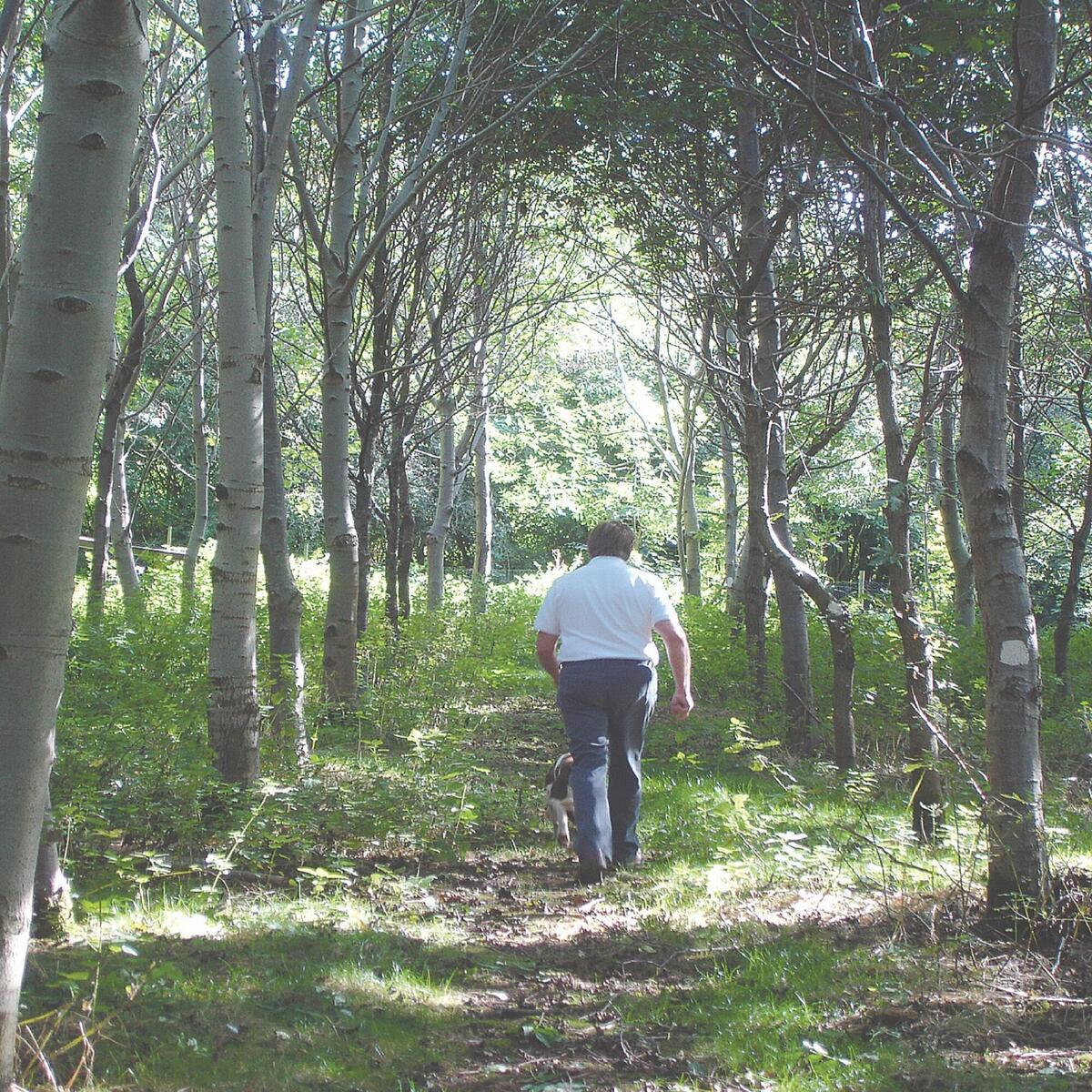 The Woodland Walk