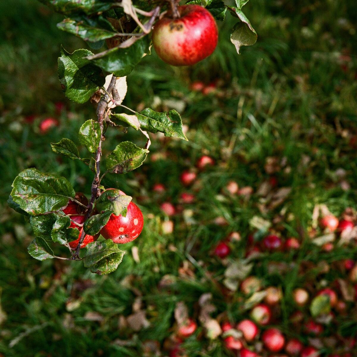 Harvest time in our Orchards