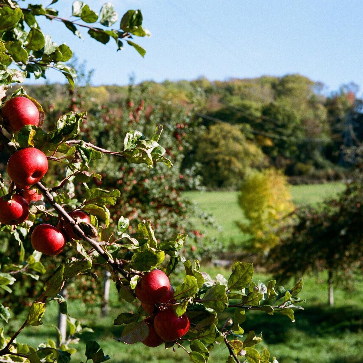 View from our Orchards up to the Frith Woods behind