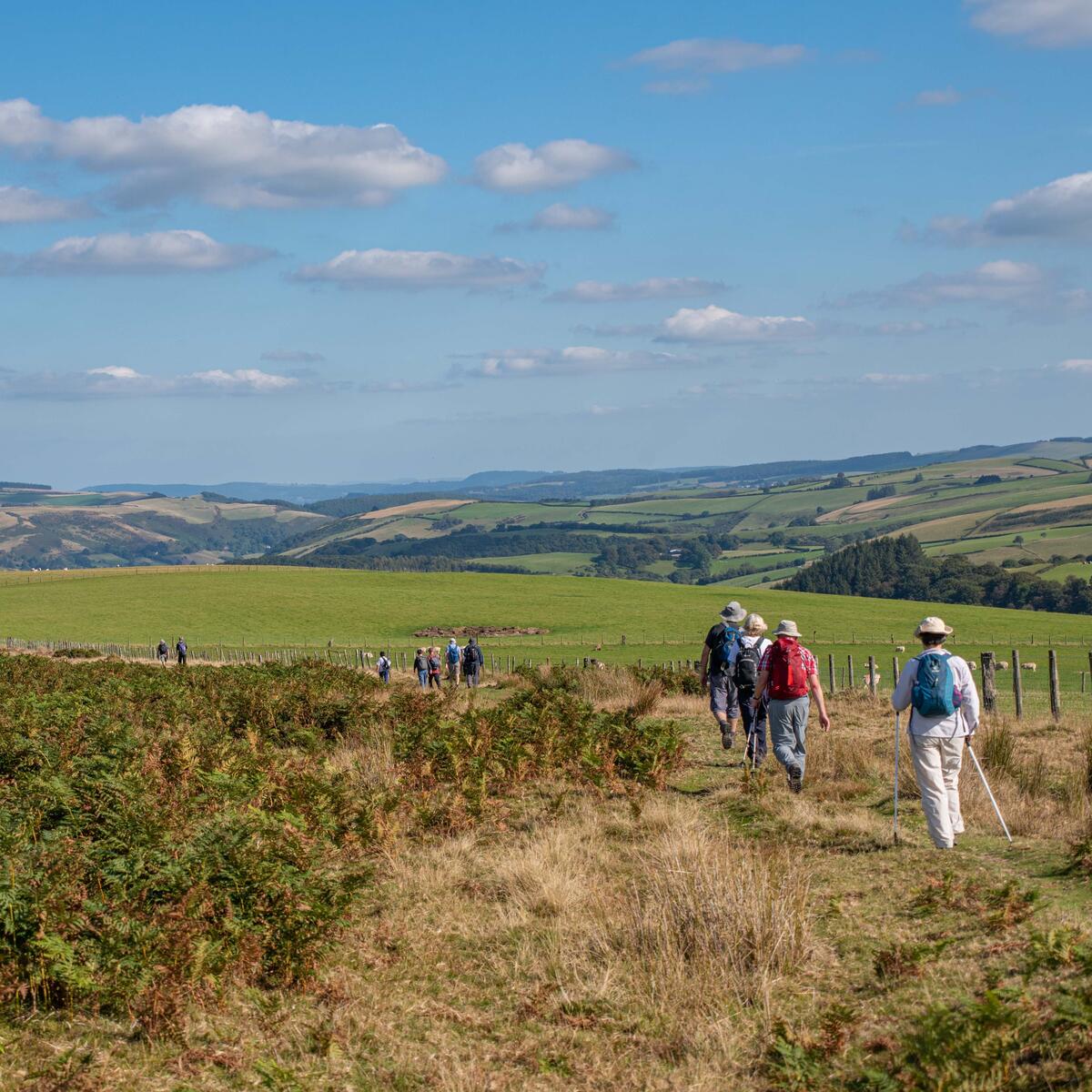 walkers enjoying the walk