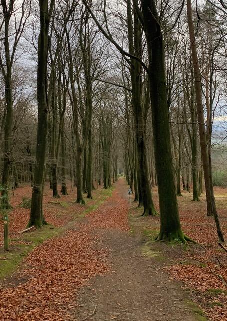 Tree Lined Path