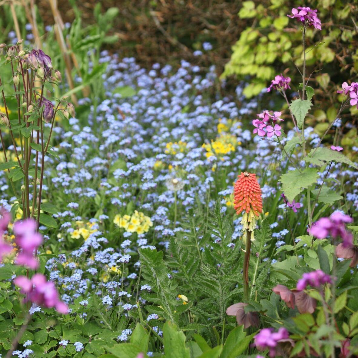 Flowers in the Garden