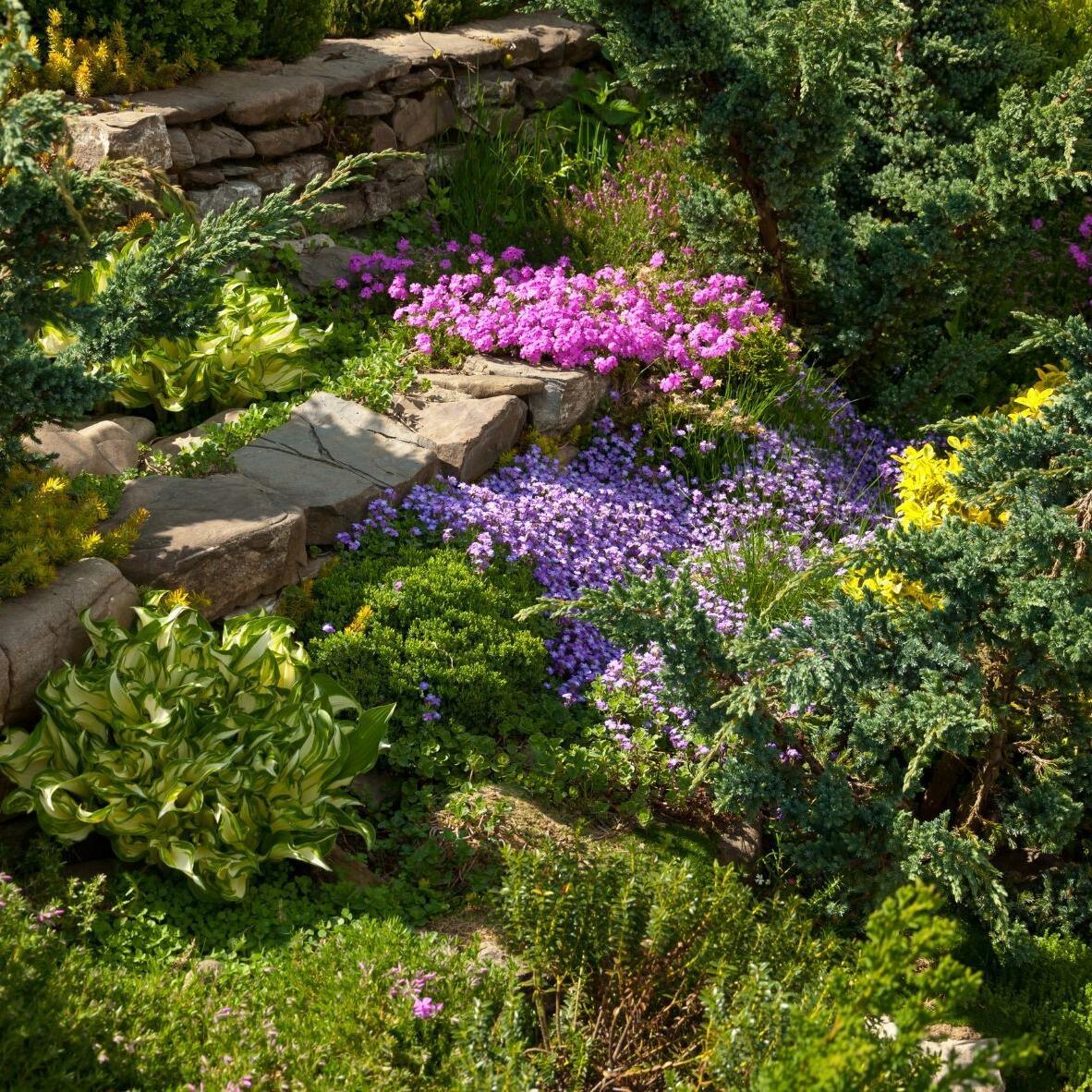 Flowers in the Garden