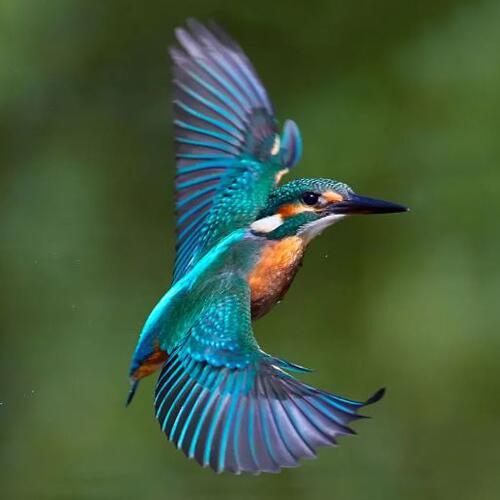 A kingfisher which you may spot on the Birds of the Ross Riverside walk