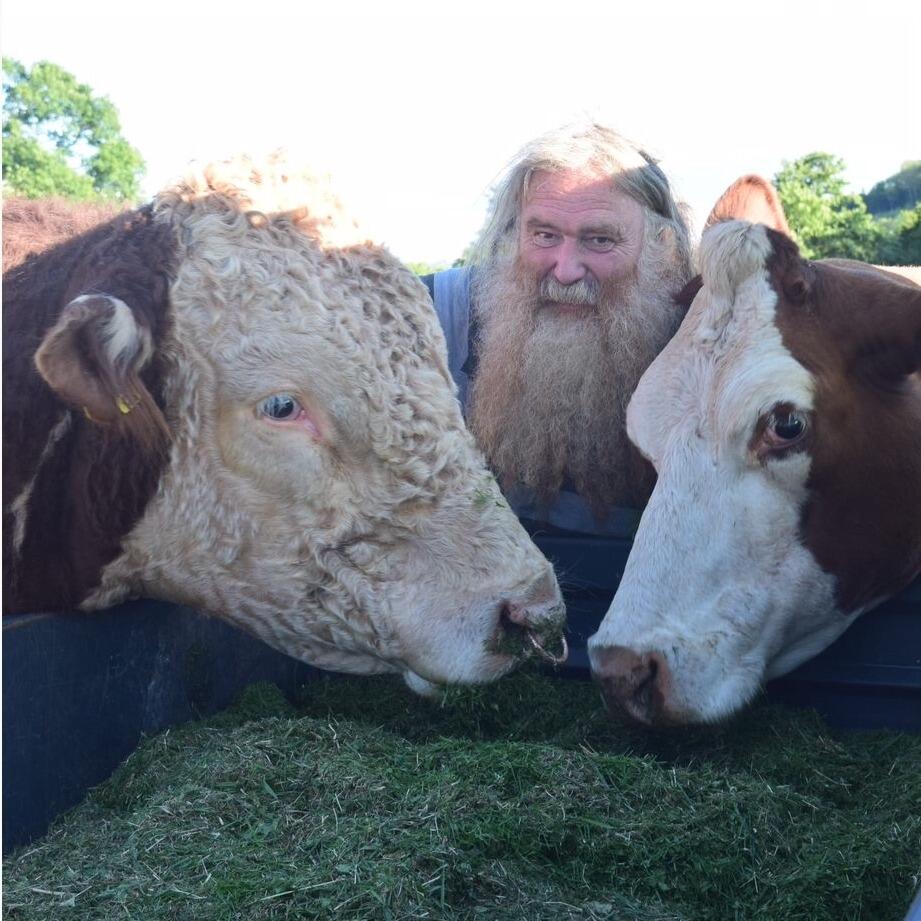  man with two Hereford cattle