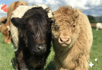 Calves at Rowlestone Farm