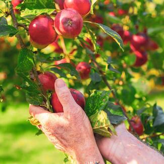 Picking apples