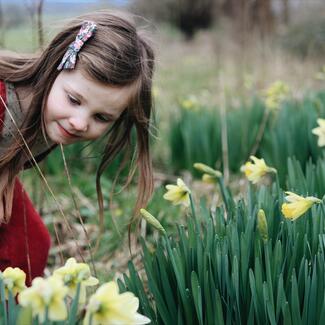 child playing amongst daffodils