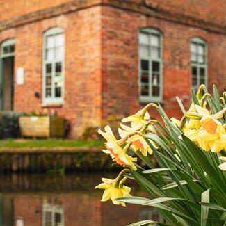 daffodils on river bank