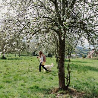 person walking dog through blossom trees