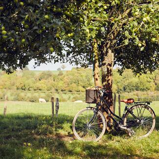 bike leaning against apple tree