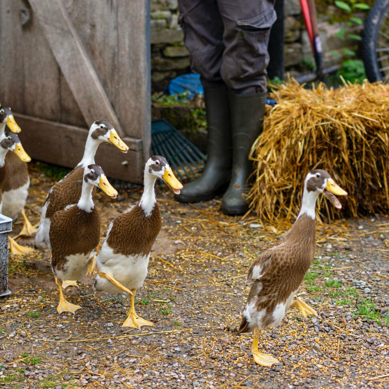 drovers-rest-farm-animal-encounters-farm-visits-visit-herefordshire