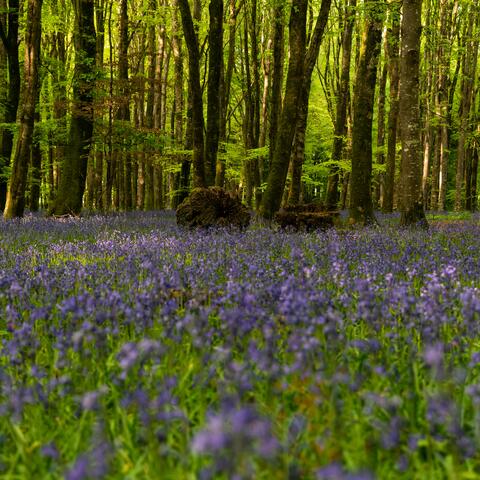 Bluebell Wood