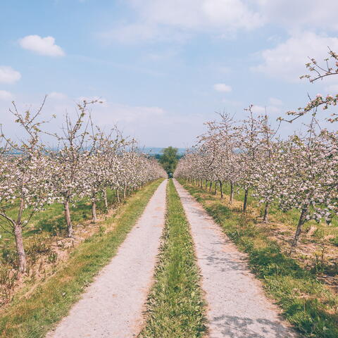 Westons Cider