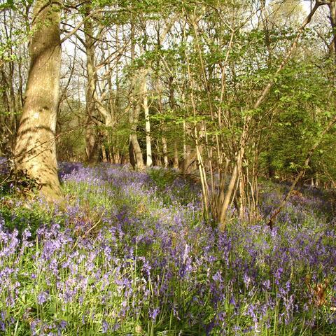 Twelve Best Bluebell Woods in Herefordshire | Visit Herefordshire