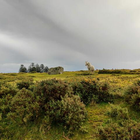 Hergest Ridge