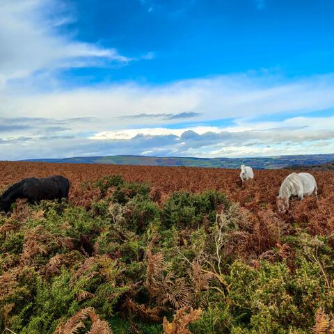 Hergest Ridge