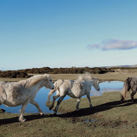 hergest ridge 