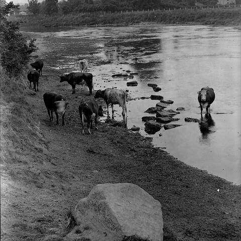 Cattle drinking at Bartonsham Ford, Hereford.