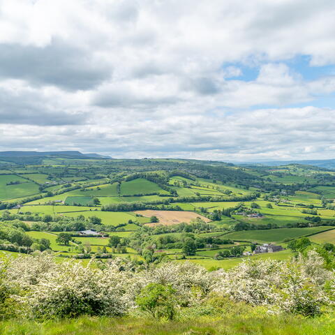 Golden View of Merbach Hill 