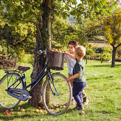 apples for autumn