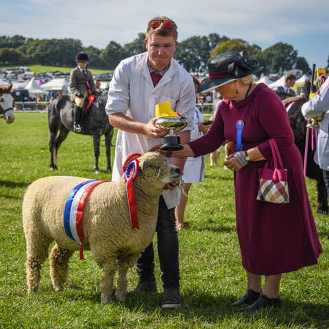 Ryeland sheep at Kington Show