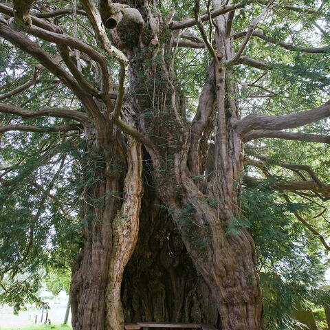 Yew Tree at St Bartholomew's Church