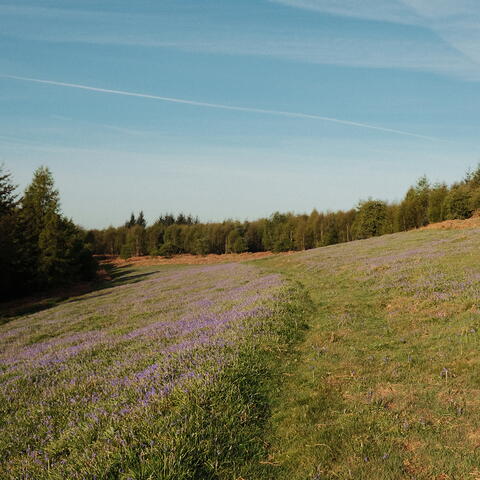 Bluebells in bloom at High Vinnalls