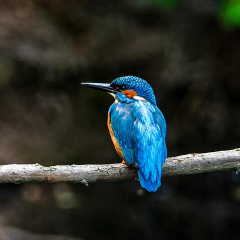 Kingfisher