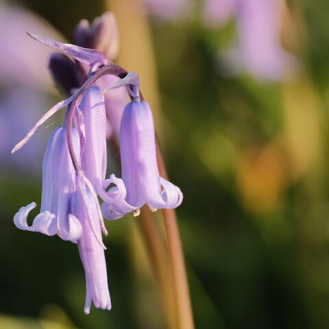 Bluebells