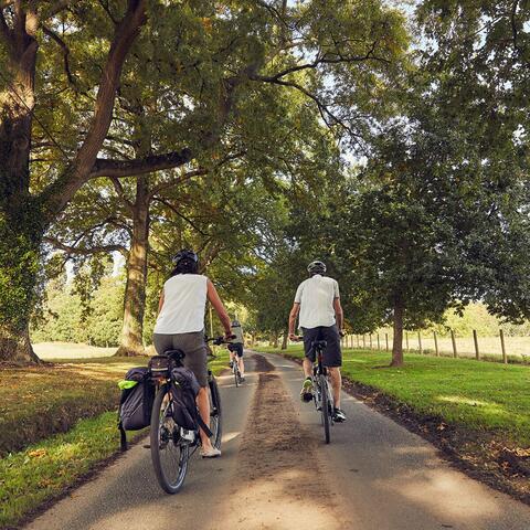 cycling down a summery lane